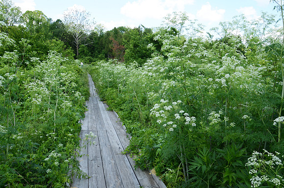 Poison-hemlock, Conium maculatum, Cedar Bog, Champaign Co., OH June 2, 2012