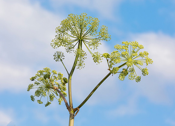 Purple-stemmed Angelica, Angelica atropurpurea, Champaign County, OH. June 2, 2019