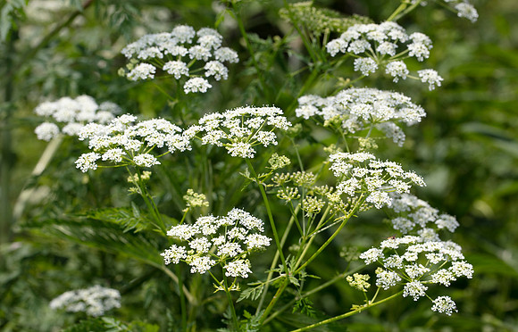 Poison-hemlock, Conium maculatum, Champaign County, Ohio, June 2, 2017