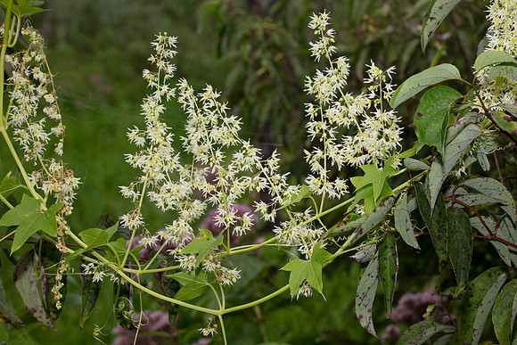 Wild Cucumber, Echinocystis lobata, Greene County, Ohio, August 16, 2019 (12)