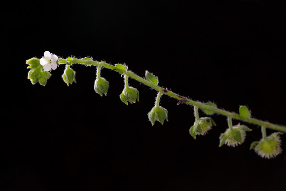Virginia Stickseed, Hackelia virginiana, Franklin County, Ohio, July 30, 2020