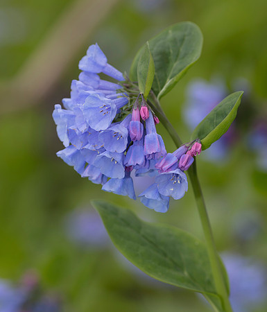 Virginia Bluebells, Mertensia virginica, Adams County, Ohio, April 10, 2019