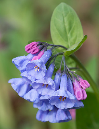 Virginia Bluebells, Mertensia virginica, Adams County, Ohio, March 27, 2021 (2)