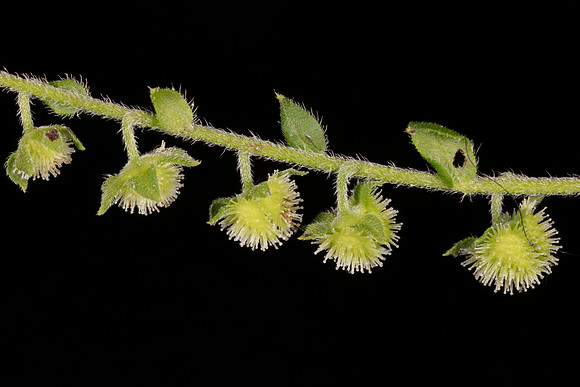 Virginia Stickseed, Hackelia virginiana, Franklin County, Ohio, July 30, 2020 (2)
