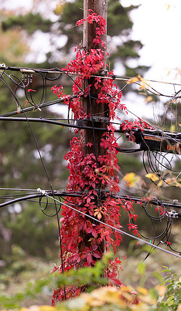 Virginia Creeper, Parthenocissus quinquefolia, Franklin County, Ohio, October 12, 2020 (2)