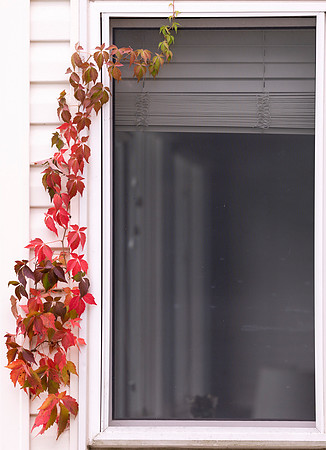 Virginia Creeper, Parthenocissus quinquefolia, Franklin County, Ohio, October 12, 2020 (1)