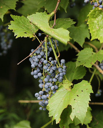 Riverbank Grape, Vitis riparia, Franklin County, Ohio, August 23, 2013