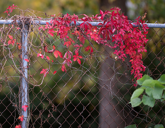 Virginia Creeper, Parthenocissus quinquefolia, Franklin County, Ohio, October 12, 2020 (3)