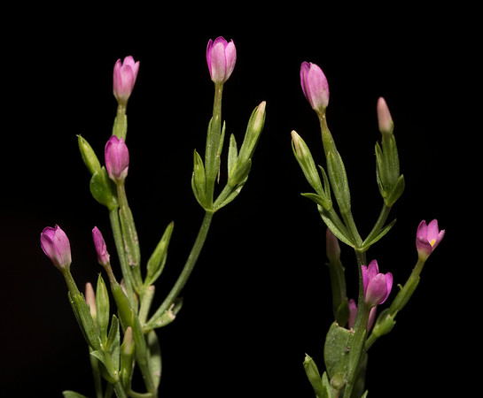 Branching Centaury, Centaurium pulchellum, Franklin County, Ohio, July 24, 2019