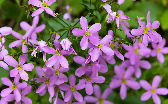 Rose-pink Gentian, Sabatia angularis, Scioto County, Ohio, August 5, 2021 (15)