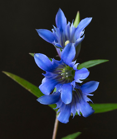 Prairie Gentian, Gentiana puberulenta, Lucas County, Ohio, October 3, 2018