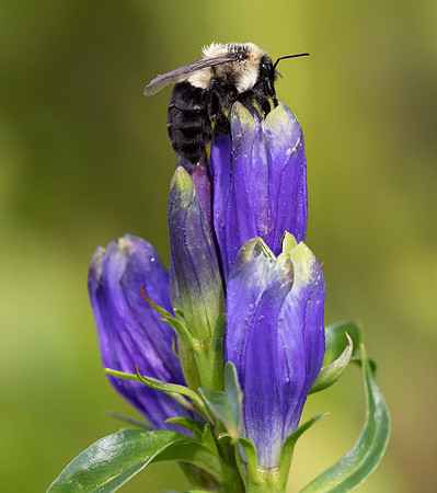Narrow-leaved Gentian, Gentiana linearis, Dolly Sods, Tucker County, West Virginia, August 22, 2021 (50)