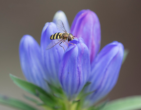 Soapwort Gentian, Gentiana saponaria, Lucas County, Ohio, October 3, 2018