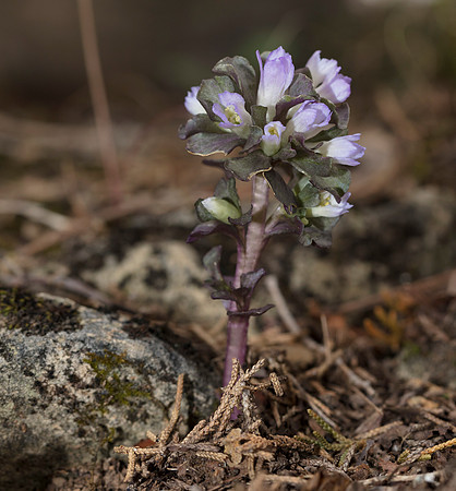 Pennywort, Gentian, Obolaria virginica, Adams County, Ohio, April 10, 2019