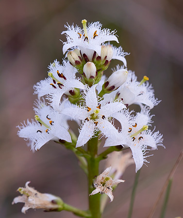 Bogbean, Menyanthes trifoliata, Presque Isle County, Michigan, May 22, 2021 (30)