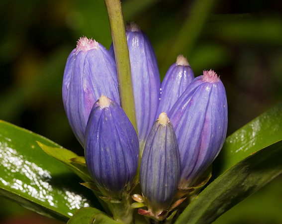 Bottle Gentian, Gentiana andrewsii, Pike County, Ohio, September 26, 2018