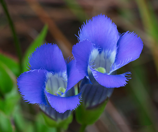 Fringed Gentian, Gentianopsis virgata, Lucas County, Ohio, October 3, 2018