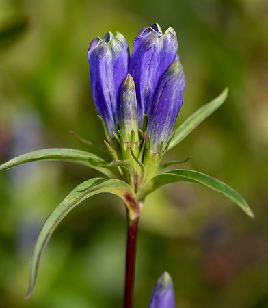 Narrow-leaved Gentian, Gentiana linearis, Dolly Sods, Tucker County, West Virginia, August 22, 2021 (61)