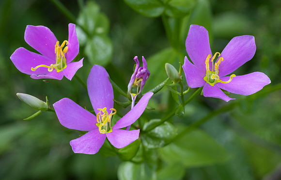 Rose-pink Gentian, Sabatia angularis, Adams County, Ohio, August 5, 2021 (3) copy