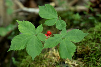 Ginseng Family (Araliaceae)