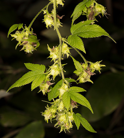 Japanese Hops, Humulus japonicus, Franklin County, Ohio, October 7, 2016