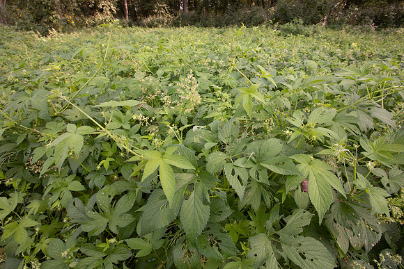 Japanese Hops, Humulus japonicus, Hamilton County, Ohio, September 16, 2020