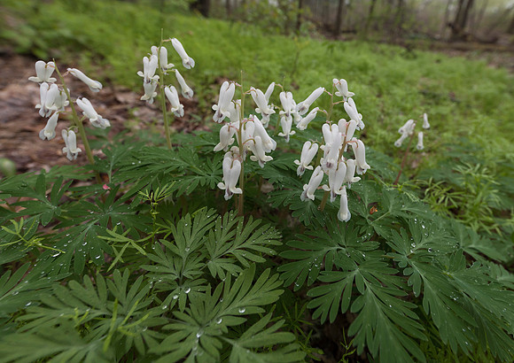 Squirrel-corn, Dicentra canadensis, Medina County, Ohio, April 24, 2019 (2)