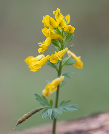 Yellow Fumewort, Corydalis flavula, Adams County, Ohio, March 27, 2021