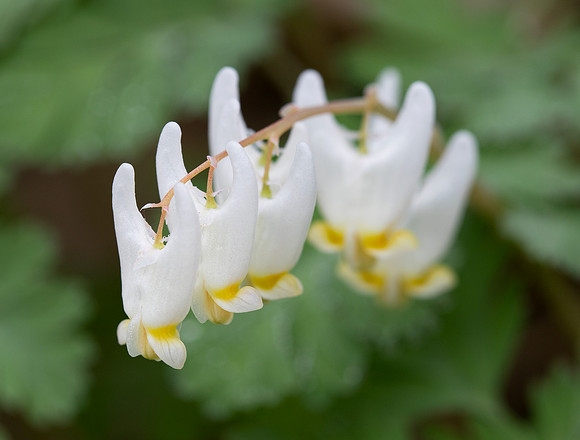 Dutchman's-breeches, Dicentra cucullaria, Adams County, Ohio, March 27, 2021