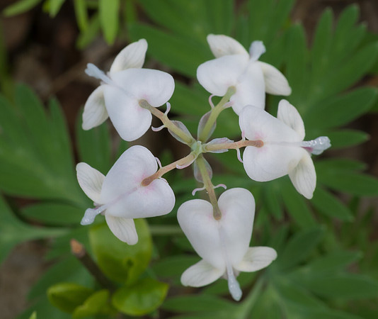 Squirrel-corn, Dicentra canadensis, Medina County, Ohio, April 24, 2019