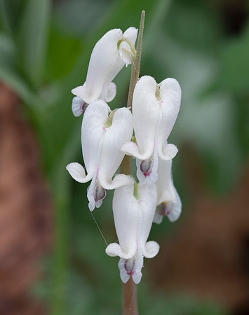 Squirrel-corn, Dicentra canadensis, Adams County, Ohio, March 27, 2021