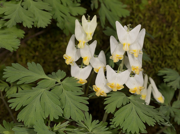 Dutchman's-breeches, Dicentra cucullaria, Highland County, Ohio, April 8, 2017