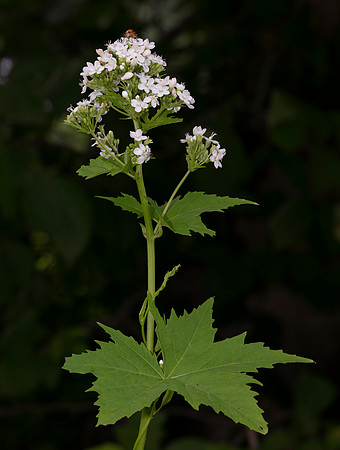 Napaea dioica, Hocking County, Ohio, June 28, 2020 (2)