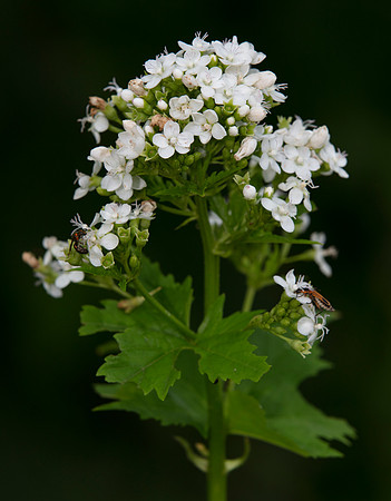 Napaea dioica, Hocking County, Ohio, June 28, 2020
