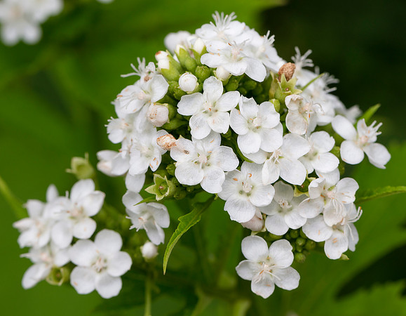 Napaea dioica, Hocking County, Ohio, June 28, 2020 (3)