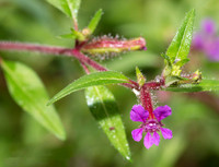 Loosestrife Family (Lythraceae)
