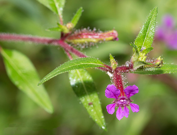Blue Waxweed, Cuphea viscosissima, Scioto County, Ohio, September 2, 2018