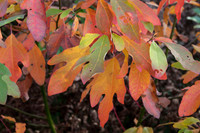 Laurel Family (Lauraceae)