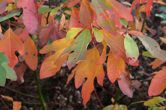 Sassafras, Sassafras albidum, Lucas County, Ohio, October 3, 2018