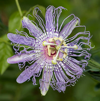 Passion-flower Family (Passifloraceae)