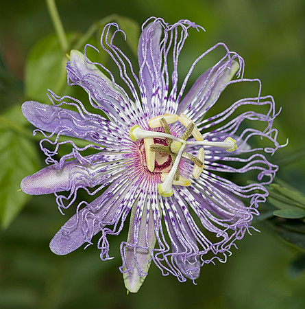 Purple Passion-flower, Passiflora incarnata, Meigs County, Ohio, August 6, 2018