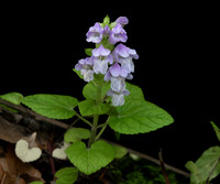 Meehania, Meehania cordata, Scioto County, Ohio, May 25, 2020