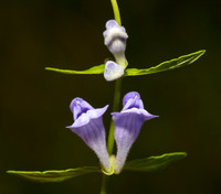 Marsh Skullcap, Scutellaria galericulata, Greene County, Ohio, August 16, 2019