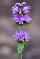 Downy Wood Mint, Blephilia ciliata, Franklin County, Ohio, June 2, 2021 (2)