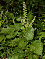 Mint Family (Lamiaceae)