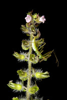 Beefsteak Plant, Perilla frutescens, Scioto County, Ohio, September 20, 2014