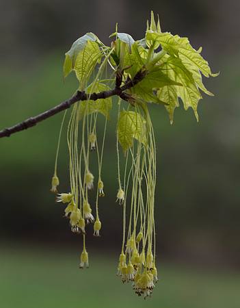 Sugar Maple, Acer saccharum, in flower. Franklin County, OH April 27, 2019