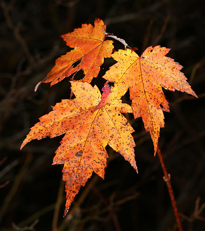 Red Maple, Acer rubrum, Portage County, Ohio, October 18, 2014