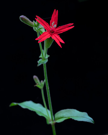 Fire-pink, Silene virginica, Scioto County, Ohio, May 25, 2020