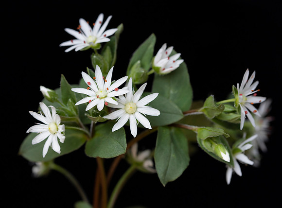 Star Chickweed, Stellaria pubera, Scioto County, Ohio, April 13, 2021